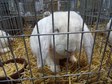 Największa w Polsce wystawa królików i drobnego inwentarza za nami